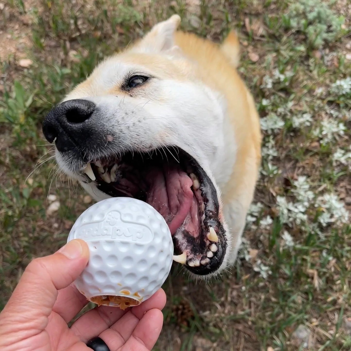 Balle golf distributeur